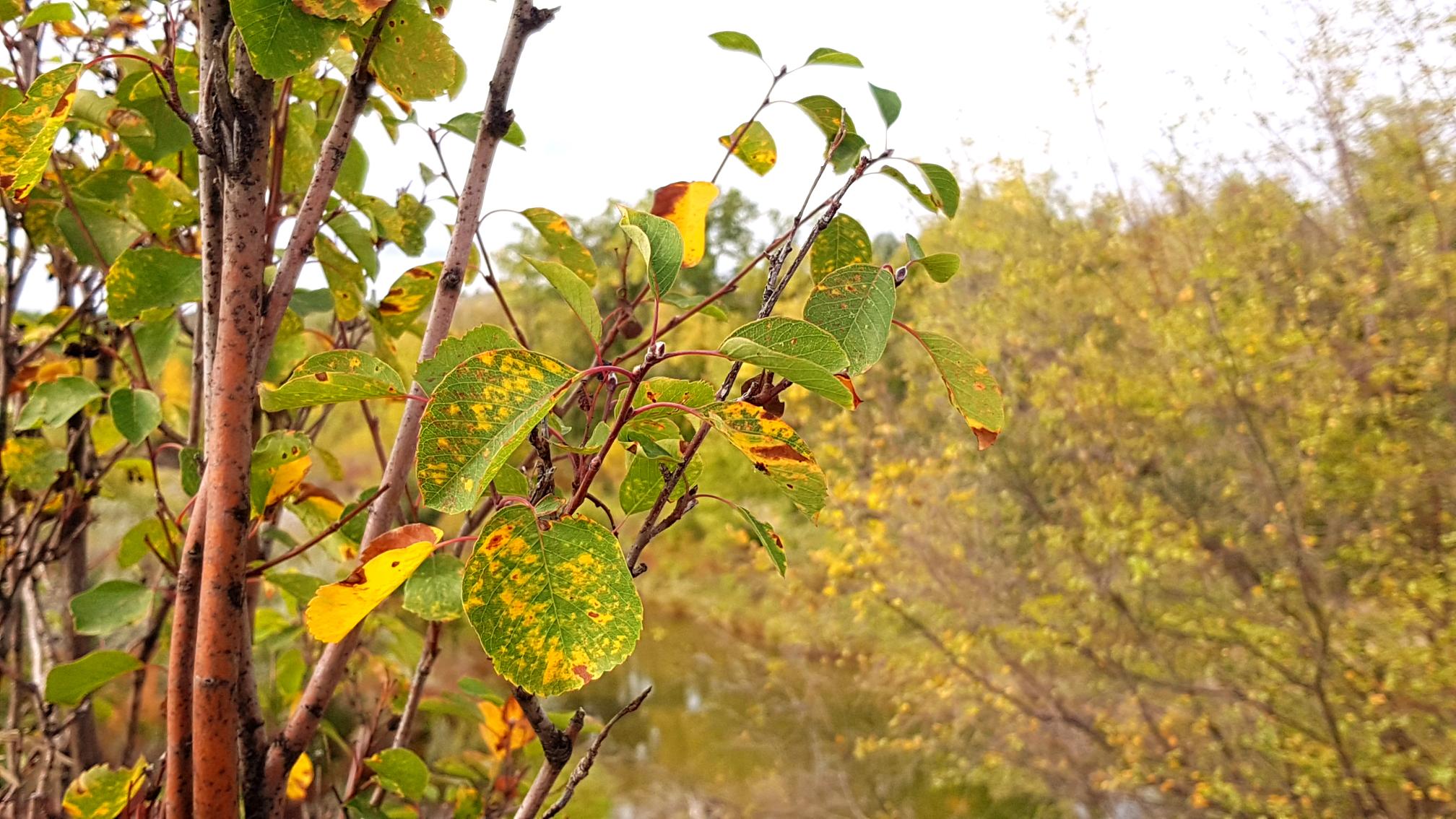 Leaves